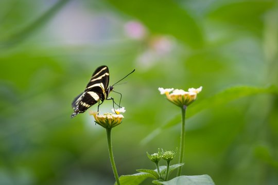 A Zebra Longwing butterfly sitting on a blossom drinking nectar