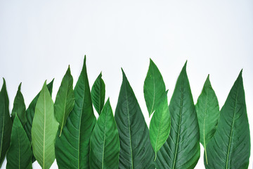 Creative minimal arrangement of leaves on bright white background. Flat lay. Natural concept.