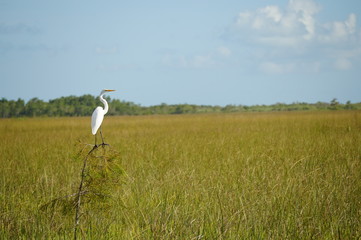 Obraz na płótnie Canvas Crane bird in the Florida Everglades