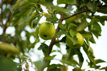 green ripe apples on the tree branch in summer garden