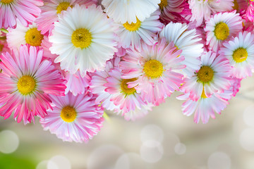 Romantic background of pink Daisy flowers. Beautiful English daisy flowers. Summer  little chamomile.
