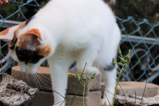 Schildpatt Katze