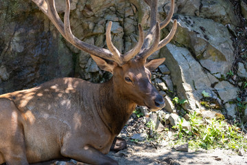Red Deer Stag Resting in Shade by Rocks