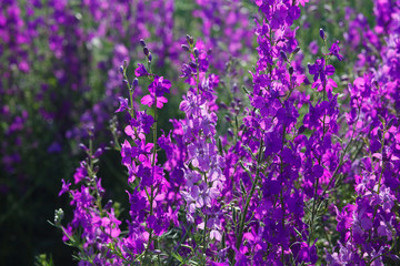 Delphinium, Consolida regalis violet flower in bloom - obrazy, fototapety, plakaty