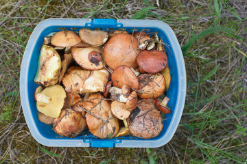 Basket of boletus, edible mushroom in the forest grass background, top view