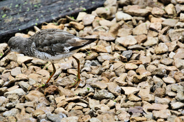 A view of a Ruff