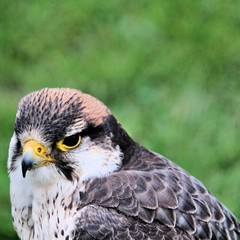 red tailed hawk