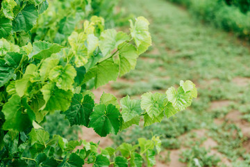 Photo of vineyard branch with fresh leaves.