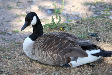 Canada goose Branta canadensis, Sweden © ClaraNila