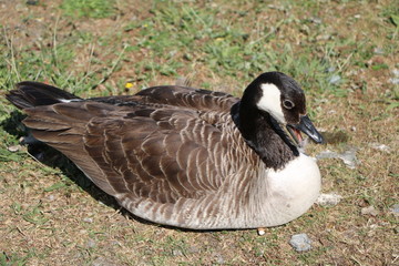 Resting Canada goose in Kalmar, Sweden