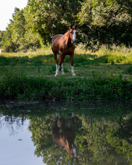Cheval au coucher du soleil dans la campagne du marais poitevin