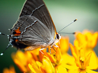 Obraz premium Close up of Gray Hairstreak Butterfly on green leaf showing detail of wings, face and antennae.