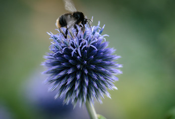 Hummel und Distel vor unscharfen Hintergrund
