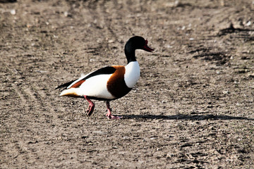 A close up of a Shelduck