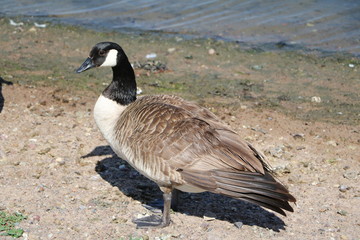Canada goose Branta canadensis, Sweden