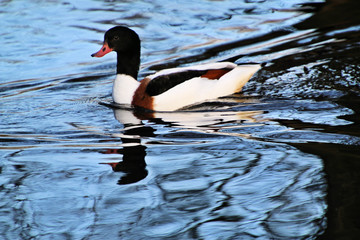 A view of a Shelduck on the water