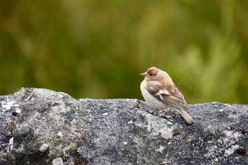 a chaffinch is on the rock looking left