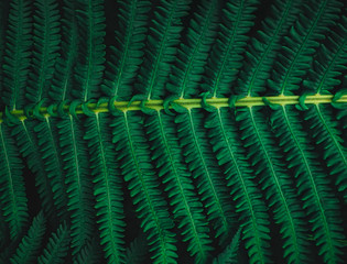 Fototapeta premium Close-up of fern leaf. Moody green natural background. Macro photography details