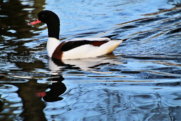 A view of a Shelduck