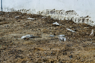 several white disposable masks thrown on a sidewalk on a residential street