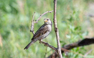 A sparrow in the garden sits on a dry branch on a summer day.