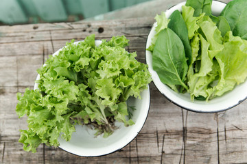fresh green lettuce and spinach,from a garden bed in metal. farming and growing vegetables concept