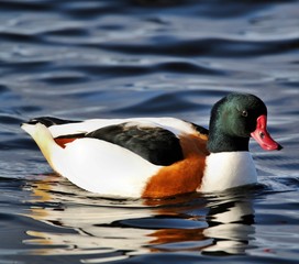 A view of a Shelduck