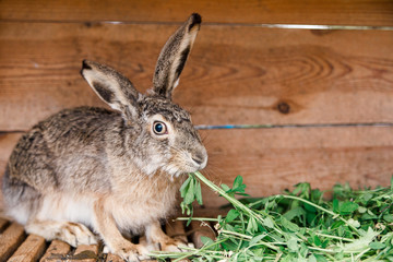 domesticated wild hare in a cage eats grass. rabbit cage. feeding rabbits.