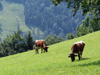 cows grazing in a meadow