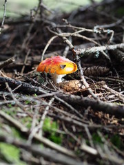 red mushroom in the woods