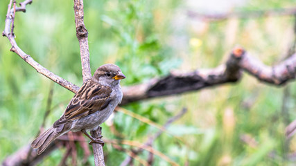 A sparrow in the garden sits on a dry branch on a summer day.