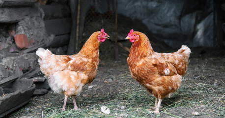 brown hens with red crests stand in farm backyard closeup