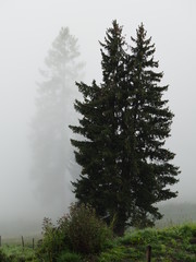 pine tree in fog