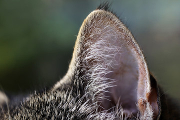 Nahaufnahme von einem Ohr einer braun-schwarzen Katze