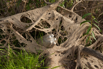 High water or high tide brings a lot of mud and debris to the shore. An old plastic bottle stuck in dirty algae or mud pollutes the environment. Concept - plastic waste is harmful to nature