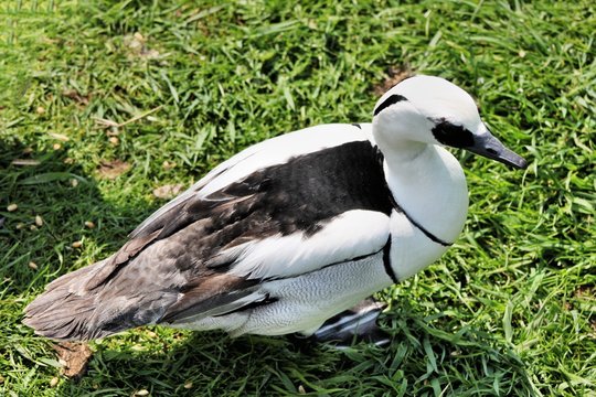 A picture of a Smew Duck