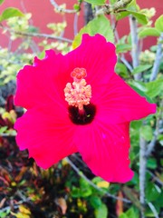 Brilliant Fuchsia Flower Outdoor Garden
