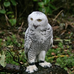 A picture of a Snowy Owl
