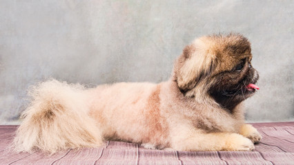 Pekingese dog lies on a vintage background after grooming a dog at a home groomer