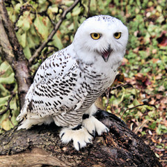 A picture of a Snowy Owl