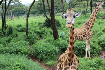 Close ups of giraffes at the giraffe manor in kenya