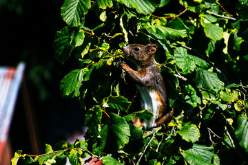 Red squirrel sitting on the hazel tree