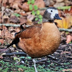 A South African Shelduck
