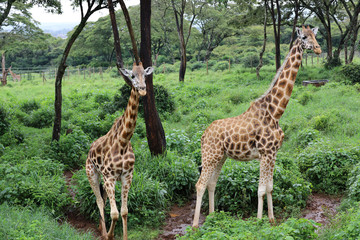 Naklejka na ściany i meble Close ups of giraffes at the giraffe manor in kenya