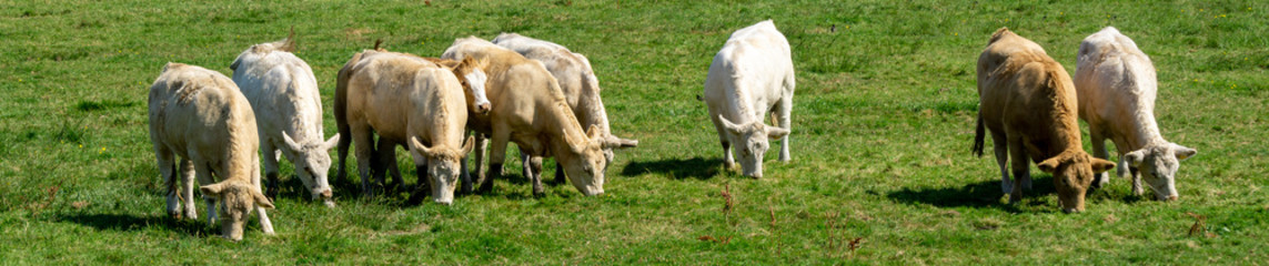 Group of cows stand of a meadow, in a pasture, a panoramic wide view