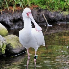 Obraz premium A view of a Spoonbill