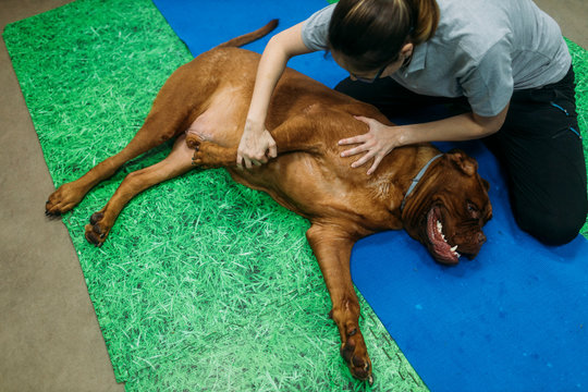 Female physiotherapist massaging old French Mastiff on exercise mat at center