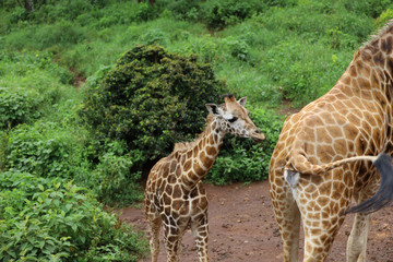 Africa Safari in Maasai Mara