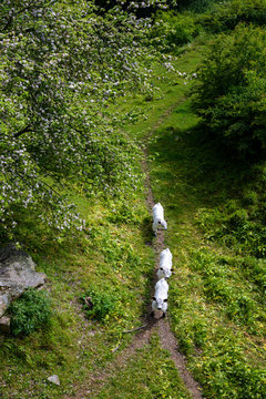 Denmark, Bornholm, Three cows walking in field
