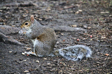 squirrel in the park